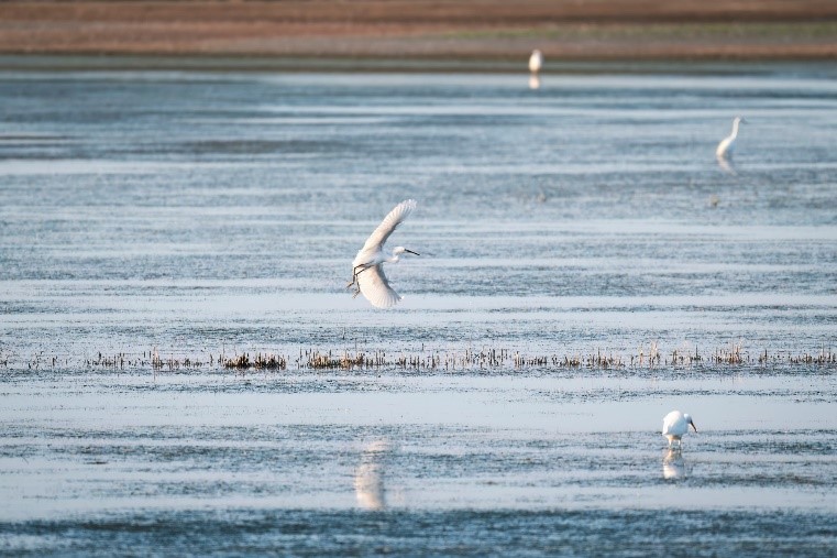 oiseaux au dessus de l'eau 